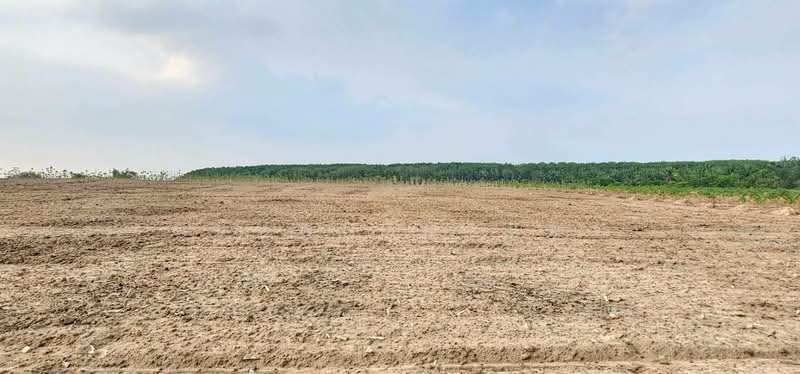 Land for sale in Chonburi Province, area 108-0-14 rai, near WHA ESIE 3 Industrial Estate, Chon Buri (Pattaya), Nong Sua Chang, Nong Yai, Chon Buri (Pattaya), , 172,856 sqm, Land For Sale, by อนันต์ อัมรินทร์, 500454167 - DDproperty.com