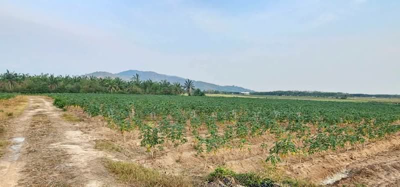 Land for sale in Chonburi Province, area 108-0-14 rai, near WHA ESIE 3 Industrial Estate, Chon Buri (Pattaya), Nong Sua Chang, Nong Yai, Chon Buri (Pattaya), , 172,856 sqm, Land For Sale, by อนันต์ อัมรินทร์, 500454167 - DDproperty.com