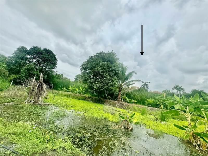 ที่ดินเปล่า 200 ตร.ว. ที่ดิน ติดเอื้ออาทรนนทบุรี ซอยกันตนา, นนทบุรี, ถนนกาญจนาภิเษก, บางใหญ่, นนทบุรี, 800 ตร.ม., ที่ดิน ขาย, โดย คุณ ฐิชาปัณณ์ สังวาลรัมย์ (ปูน), 500457412 - DDproperty.com