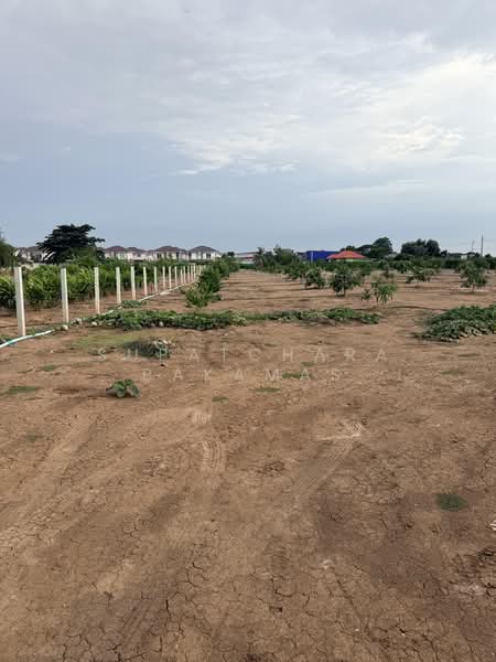 Land For Sell - Bangbuathong 75-400 Sq. Wha, Nonthaburi, Bang Khu Rat, Bang Bua Thong, Nonthaburi, , 1,000 sqm, Land For Sale, by Supatchara Pakamas, 500459173 - DDproperty.com