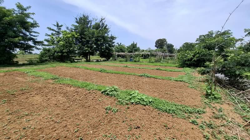 ที่ดินจังหาร ร้อยเอ็ด, Roi Et, Sean Chad, Chang Han, Roi Et, , 800 sqm, Land For Sale, by The Best Property ทองใบ, 500459584 - DDproperty.com