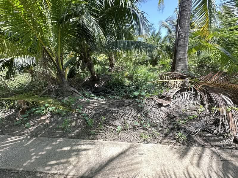 ทดนอมพวา สมทรสงคราม, Samut Songkhram, Bang Chang, Amphawa, Samut Songkhram, , 6,656 sqm, Land For Sale, by The Best Property จี้, 500461906 - DDproperty.com