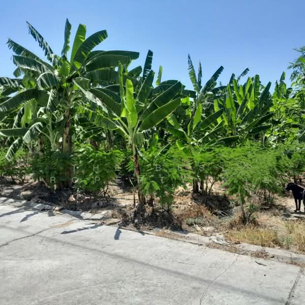 ทดนบานแพว สมทรสาคร, สมุทรสาคร, อำแพง, บ้านแพ้ว, สมุทรสาคร, 600 ตร.ม., ที่ดิน ขาย, โดย The Best Property ต่าย, 500461988 - DDproperty.com