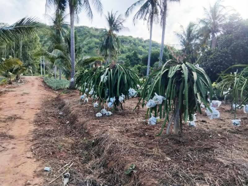 ทดนปราณบร ประจวบครขนธ, ประจวบคีรีขันธ์, ปากน้ำปราณ, ปราณบุรี, ประจวบคีรีขันธ์, 6,500 ตร.ม., ที่ดิน ขาย, โดย The Best Property น้อย, 500462351 - DDproperty.com