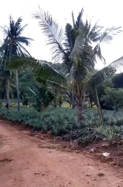 ทดนปราณบร ประจวบครขนธ, Prachuap Khiri Khan, Pak Nam Pran, Pran Buri, Prachuap Khiri Khan, , 6,500 sqm, Land For Sale, by The Best Property น้อย, 500462351 - DDproperty.com