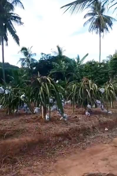 ทดนปราณบร ประจวบครขนธ, ประจวบคีรีขันธ์, ปากน้ำปราณ, ปราณบุรี, ประจวบคีรีขันธ์, 6,500 ตร.ม., ที่ดิน ขาย, โดย The Best Property น้อย, 500462351 - DDproperty.com