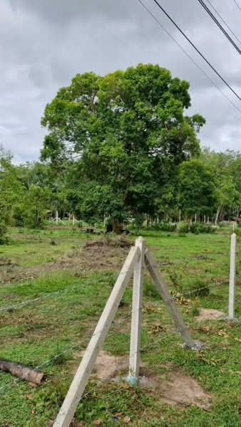 ทดนทงสง นครศรธรรมราช, Nakhon Si Thammarat, Thi Wang, Thung Song, Nakhon Si Thammarat, , 9,544 sqm, Land For Sale, by The Best Property เบล, 500462356 - DDproperty.com