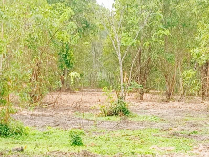 ทดนทงสง นครศรธรรมราช, Nakhon Si Thammarat, Thi Wang, Thung Song, Nakhon Si Thammarat, , 9,544 sqm, Land For Sale, by The Best Property เบล, 500462356 - DDproperty.com