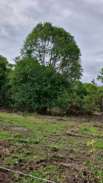 ทดนทงสง นครศรธรรมราช, Nakhon Si Thammarat, Thi Wang, Thung Song, Nakhon Si Thammarat, , 9,544 sqm, Land For Sale, by The Best Property เบล, 500462356 - DDproperty.com