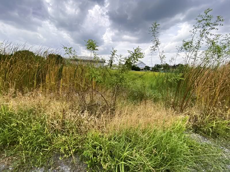 ที่ดิน ซอยลำลูกกา 97, Pathum Thani, Bung Kham Proi, Lam Luk Ka, Pathum Thani, , 400 sqm, Land For Sale, by ภัทรนัน อิศรางกูร ณ อยุธยา, 500463355 - DDproperty.com
