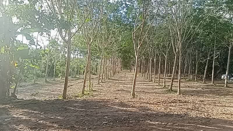 แกลง, ระยอง, บ้านนา, แกลง, ระยอง, 14,284 ตร.ม., ที่ดิน ขาย, โดย จิระเมศร์ วราสิทธิ์สิริ, 500463983 - DDproperty.com