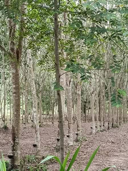 แกลง, Rayong, Ban Na, Klaeng, Rayong, , 14,284 sqm, Land For Sale, by จิระเมศร์ วราสิทธิ์สิริ, 500463983 - DDproperty.com
