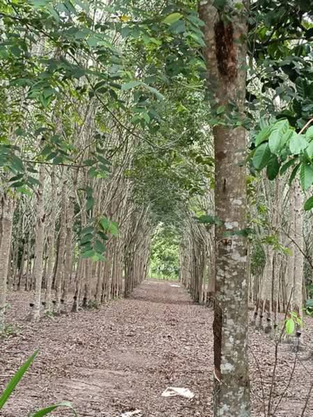 แกลง, Rayong, Ban Na, Klaeng, Rayong, , 14,284 sqm, Land For Sale, by จิระเมศร์ วราสิทธิ์สิริ, 500463983 - DDproperty.com