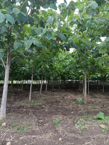 บ้านพร้อมที่ดิน-ต้นสัก 9-3-53 ไร่ กลางดง-ปากช่อง จ.นครราชสีมา, Nakhon Ratchasima, Klang Dong, Pak Chong, Nakhon Ratchasima, 5 Bedrooms, 400 sqm, Single Detached House For Sale, by Paiwong Onna-nam, 500464689 - DDproperty.com
