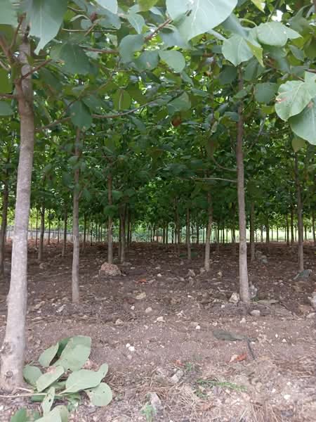 บ้านพร้อมที่ดิน-ต้นสัก 9-3-53 ไร่ กลางดง-ปากช่อง จ.นครราชสีมา, Nakhon Ratchasima, Klang Dong, Pak Chong, Nakhon Ratchasima, 5 Bedrooms, 400 sqm, Single Detached House For Sale, by Paiwong Onna-nam, 500464689 - DDproperty.com