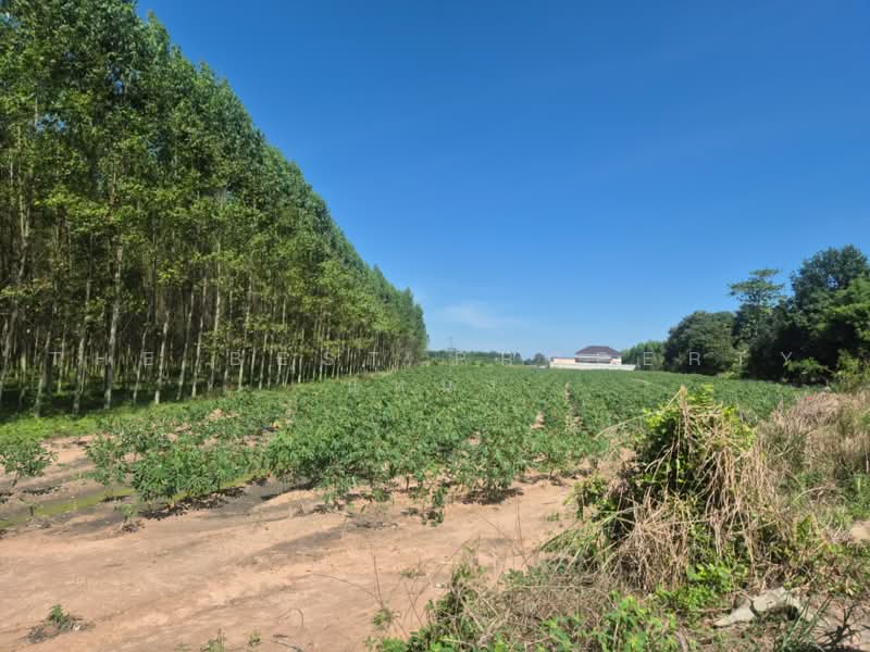 ที่ดินพนัสนิคม ชลบุรี, Chon Buri (Pattaya), Mon Nang, Phanat Nikhom, Chon Buri (Pattaya), , 5,085 sqm, Land For Sale, by The Best Property แหน่ง, 500465385 - DDproperty.com