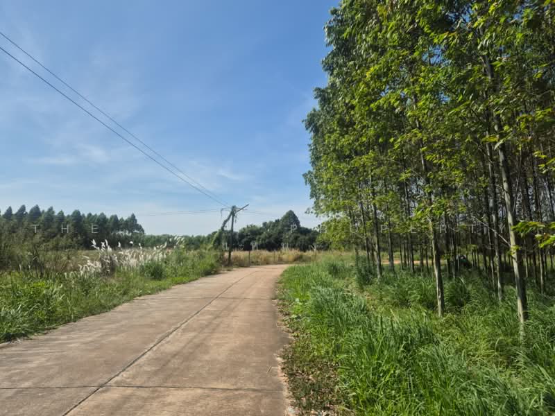 ที่ดินพนัสนิคม ชลบุรี, Chon Buri (Pattaya), Mon Nang, Phanat Nikhom, Chon Buri (Pattaya), , 5,085 sqm, Land For Sale, by The Best Property แหน่ง, 500465385 - DDproperty.com