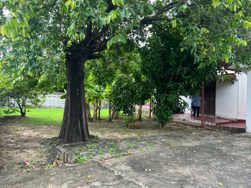 ขายที่ดิน, กรุงเทพ, ลาดยาว, จตุจักร, กรุงเทพ, 816 ตร.ม., ที่ดิน ขาย, โดย คุณปุ้ม, 500466845 - DDproperty.com