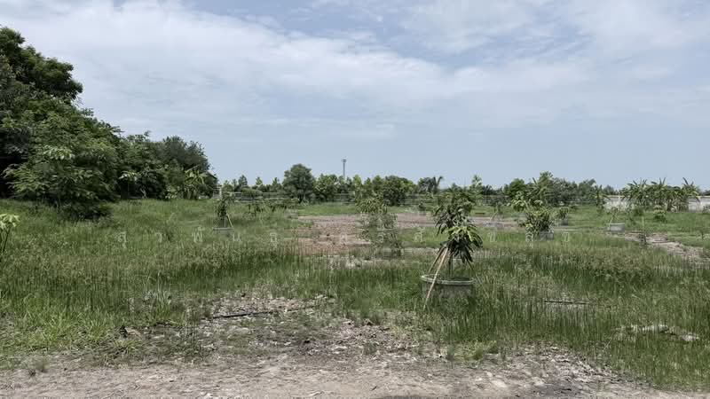 Land for Sale 10 Rai (Pink City Plan) in Na Di, Samut Sakhon with 3 Luxury Houses, Samut Sakhon, Na Di, Muang Samut Sakhon, Samut Sakhon, , 16,000 sqm, Land For Sale, by สุวพันธุ์ ศรีสังข์สุข, 500467036 - DDproperty.com
