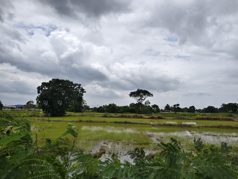 พรหมณี, นครนายก, พรหมณี, เมืองนครนายก, นครนายก, 5,460 ตร.ม., Land ขาย, โดย ชัญญานุช พุ่มสุวรรณ, 500467064 - DDproperty.com