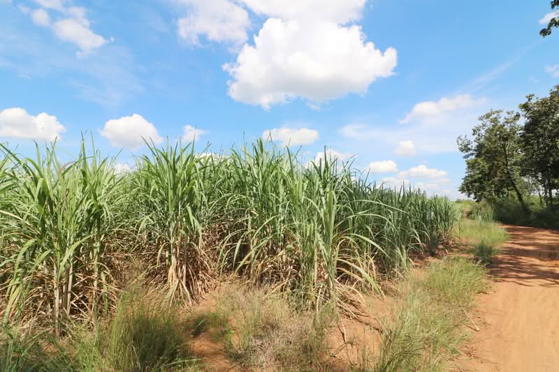 36 Rai Farmland for Sale Near Nong Bua Lam Phu | Thailand Lifestyle Land Nong Bua Lam Phu, Nong Bua Lam Phu, Hua Na, Muang Nong Bua Lam Phu, Nong Bua Lam Phu, , 59,188 sqm, Land For Sale, by วีรภัทรา ดาร์เปอร์, 500469021 - DDproperty.com