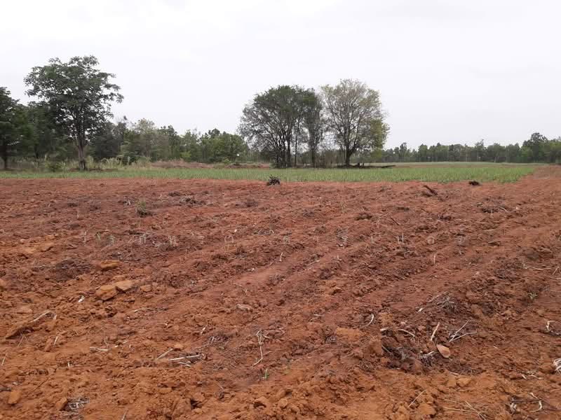 36 Rai Farmland for Sale Near Nong Bua Lam Phu | Thailand Lifestyle Land Nong Bua Lam Phu, Nong Bua Lam Phu, Hua Na, Muang Nong Bua Lam Phu, Nong Bua Lam Phu, , 59,188 sqm, Land For Sale, by วีรภัทรา ดาร์เปอร์, 500469021 - DDproperty.com