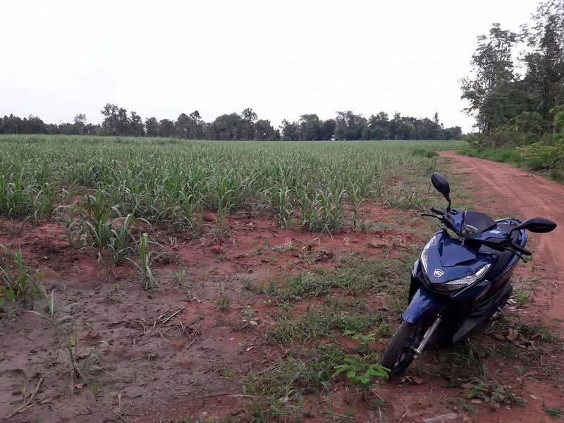 36 Rai Farmland for Sale Near Nong Bua Lam Phu | Thailand Lifestyle Land Nong Bua Lam Phu, Nong Bua Lam Phu, Hua Na, Muang Nong Bua Lam Phu, Nong Bua Lam Phu, , 59,188 sqm, Land For Sale, by วีรภัทรา ดาร์เปอร์, 500469021 - DDproperty.com