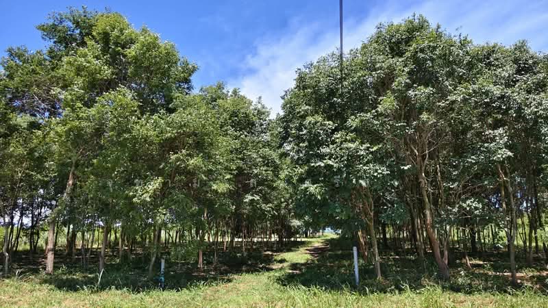 บ้านคา, Ratchaburi, Ban-Ka, Ban Kha, Ratchaburi, , 9,040 sqm, Land For Sale, by จุฑามาส ศรีสง่า, 500469243 - DDproperty.com
