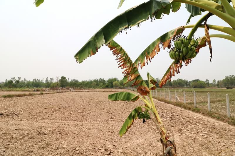3 BRM 3Bath House, 16+ Rai Nong Han Udon Thani, Udon Thani, Nong Phai, Nong Han, Udon Thani, , 25,980 sqm, Land For Sale, by วีรภัทรา ดาร์เปอร์, 500469427 - DDproperty.com