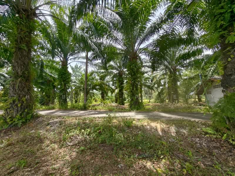 ที่ดินปากพูน นครศรีธรรมราช, Nakhon Si Thammarat, Pak Phun, Muang Nakhon Sri Thammarat, Nakhon Si Thammarat, , 11,920 sqm, Land For Sale, by The Best Property พริก, 500469567 - DDproperty.com