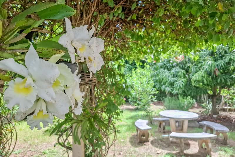 3-Bedroom House on 365 Sq.wah Garden Land, San Klang, San Pa Tong, Chiang Mai, San Khang, San Pa Tong, Chiang Mai, 3 Bedrooms, 128 sqm, Single Detached House For Sale, by Elijah Ridgley, 500469732 - DDproperty.com