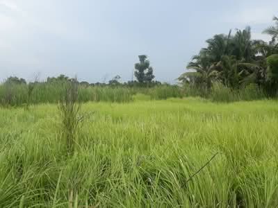 ขาย - ที่ดินหนองจอก กรุงเทพมหานคร, กรุงเทพ