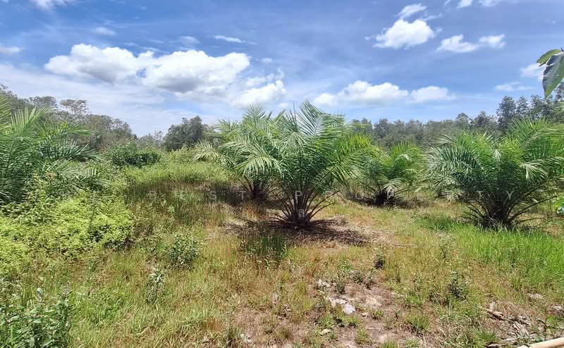 ที่ดินปากพูน นครศรีธรรมราช, Nakhon Si Thammarat, Pak Phun, Muang Nakhon Sri Thammarat, Nakhon Si Thammarat, , 1,612 sqm, Land For Sale, by The Best Property เบล, 500470025 - DDproperty.com