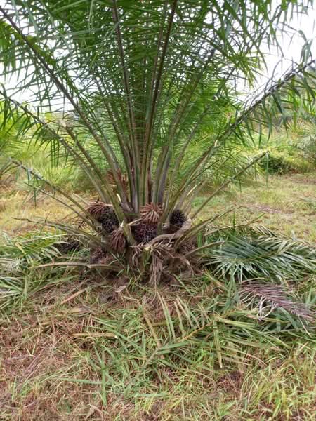 ที่ดินปากพูน นครศรีธรรมราช, Nakhon Si Thammarat, Pak Phun, Muang Nakhon Sri Thammarat, Nakhon Si Thammarat, , 1,612 sqm, Land For Sale, by The Best Property เบล, 500470025 - DDproperty.com