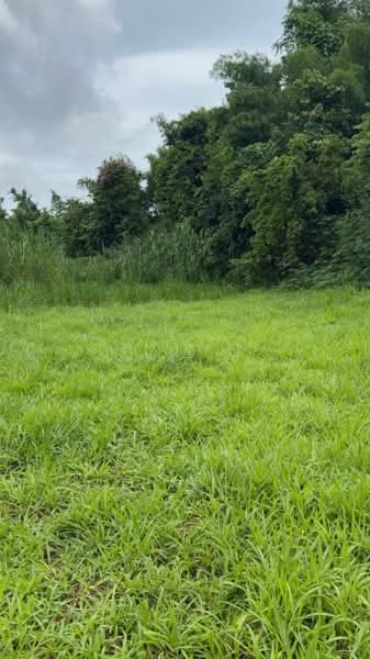 ที่ดินฝาง เชียงใหม่, Chiang Mai, Wiang, Fang, Chiang Mai, , 6,228 sqm, Land For Sale, by The Best Property บอย, 500470087 - DDproperty.com