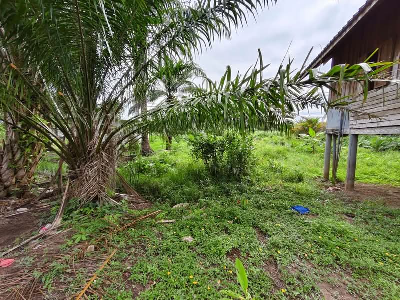 พุนพิน, สุราษฎร์ธานี, ท่าข้าม, พุนพิน, สุราษฎร์ธานี, 2,608 ตร.ม., ที่ดิน ขาย, โดย ชญาพิชชา พันธกิจ, 500470309 - DDproperty.com