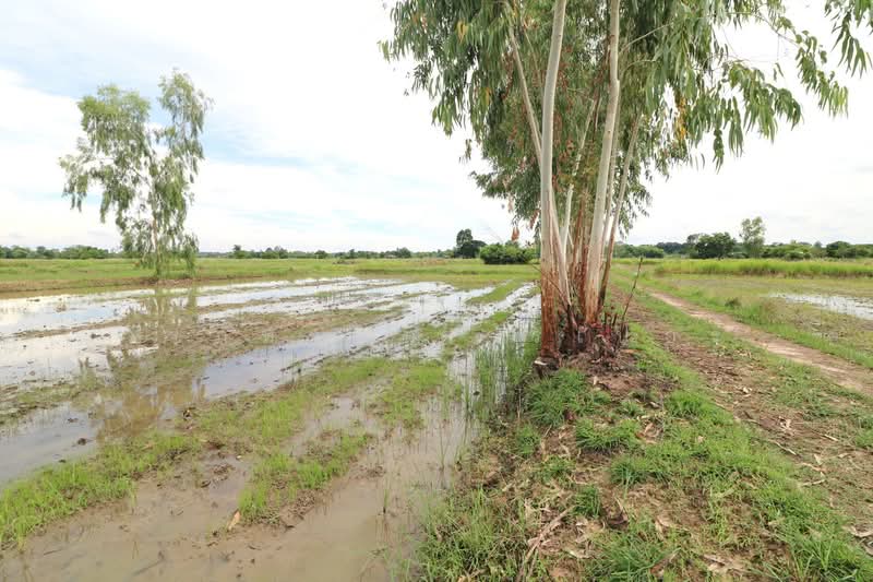 5+ Rai Of Opportunity Land For Sale, Ban Tat, Udon Thani, Ban Tat, Muang Udon Thani, Udon Thani, , 9,304 sqm, Land For Sale, by วีรภัทรา ดาร์เปอร์, 500471471 - DDproperty.com