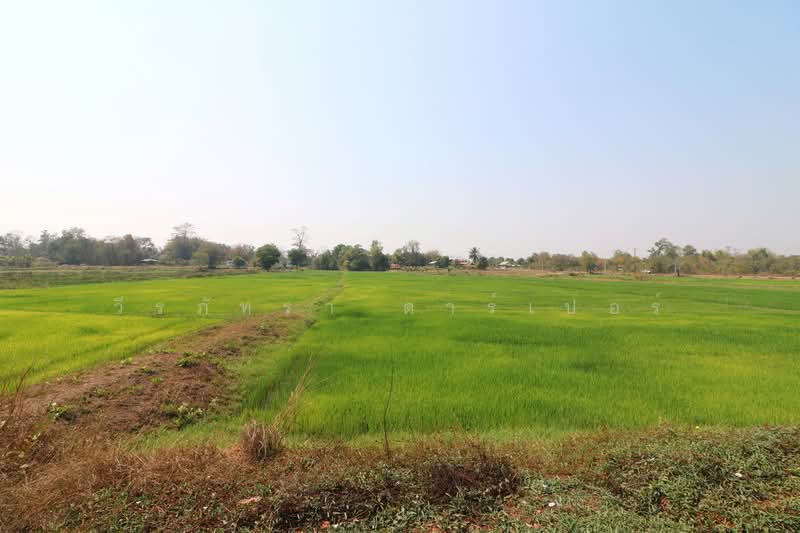 3 BRM 2 BTH Home For Sale with 3+ Rai, Tha Bo, Nong Khai, Tha Bo, Nong Khai, 3 Bedrooms, 103 sqm, Single Detached House For Sale, by วีรภัทรา ดาร์เปอร์, 500471906 - DDproperty.com