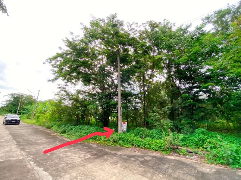 โครงการหมู่บ้านสวนพัฒนา 3, ปทุมธานี, บึงบา, หนองเสือ, ปทุมธานี, 500 ตร.ม., ที่ดิน ขาย, โดย ภัทรนัน อิศรางกูร ณ อยุธยา, 500472007 - DDproperty.com