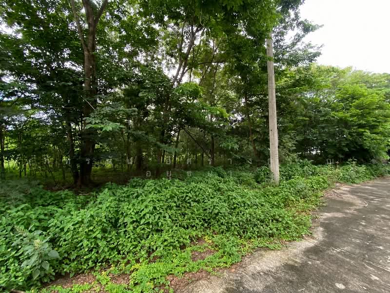 โครงการหมู่บ้านสวนพัฒนา 3, ปทุมธานี, บึงบา, หนองเสือ, ปทุมธานี, 500 ตร.ม., ที่ดิน ขาย, โดย ภัทรนัน อิศรางกูร ณ อยุธยา, 500472007 - DDproperty.com
