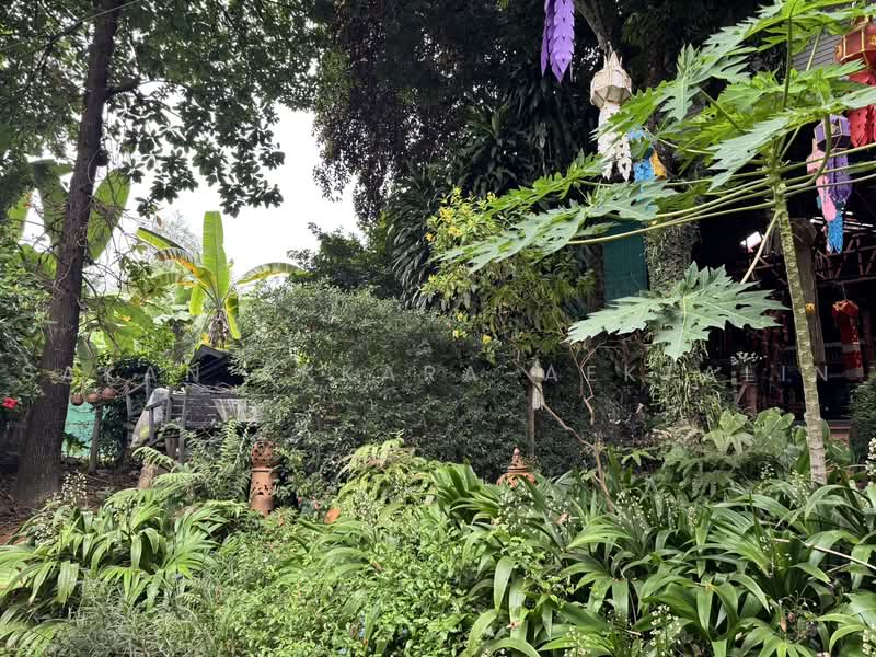 Huensutree, Chiang Mai, Pa Tun, Muang Chiang Mai, Chiang Mai, , 2,212 sqm, Land For Sale, by Sakan Akkara-aektalin, 500472072 - DDproperty.com