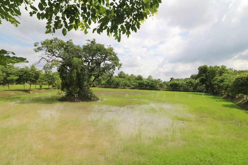 ขายที่ดิน 32+ ไร่ พร้อมบ้านและต้นพะยูง หนองคาย, หนองคาย, สระใคร, หนองคาย, 51,812 ตร.ม., ที่ดิน ขาย, โดย วีรภัทรา ดาร์เปอร์, 500472363 - DDproperty.com