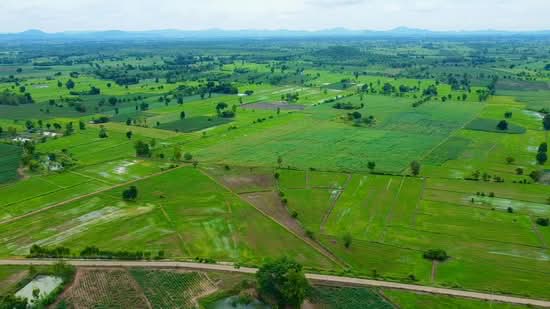 ที่ดิน 91 ไร่ นครสวรรค์,หนองบัว( สร้างฟาร์มเลี้ยงสัตว์ได้,ไร่ละไม่ถึงแสน), Nakhon Sawan, 225, Wang Bo, Nong Bua, Nakhon Sawan, , 145,600 sqm, Land For Sale, by Wasan Wasati, 500472545 - DDproperty.com