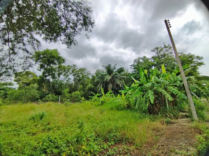 ที่ดินหนองเสือ ปทุมธานี, Pathum Thani, Bung Ba, Nong Sua, Pathum Thani, , 250 sqm, Land For Sale, by The Best Property บอส, 500472640 - DDproperty.com