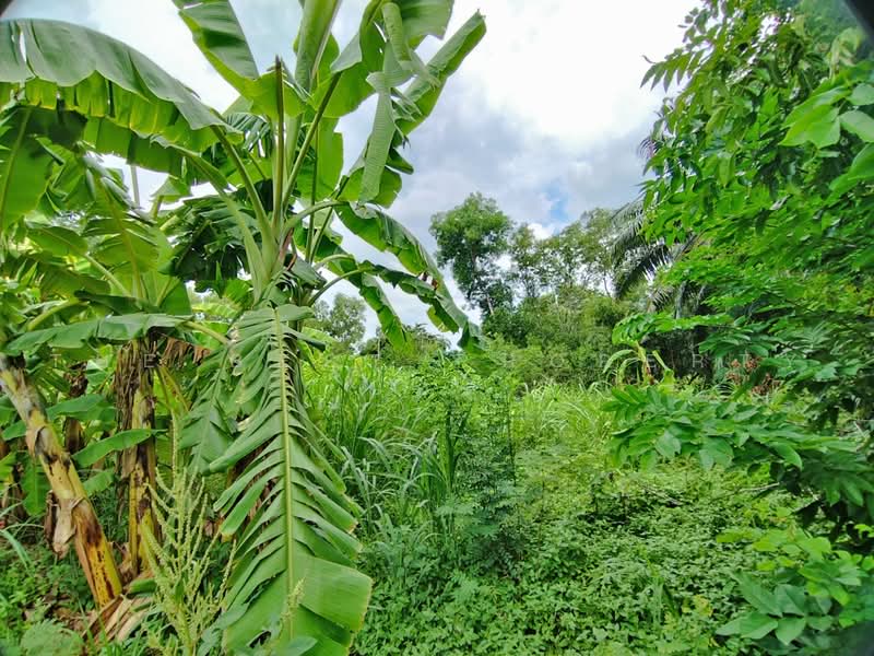 ที่ดินหนองเสือ ปทุมธานี, Pathum Thani, Bung Ba, Nong Sua, Pathum Thani, , 250 sqm, Land For Sale, by The Best Property บอส, 500472640 - DDproperty.com