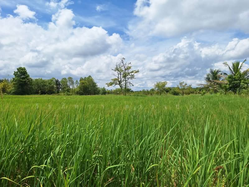 Muang Udon Thani, Udon Thani, Chiang Phin, Muang Udon Thani, Udon Thani, , 2,636 sqm, Land For Sale, by วีรภัทรา ดาร์เปอร์, 500474289 - DDproperty.com