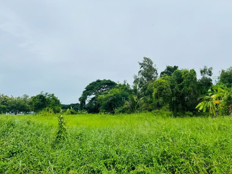ที่ดินพุทธมณฑล นครปฐม, Nakhon Pathom, Khlong Yong, Phuttha Mon Thon, Nakhon Pathom, , 1,196 sqm, Land For Sale, by The Best Property ปู, 500474344 - DDproperty.com