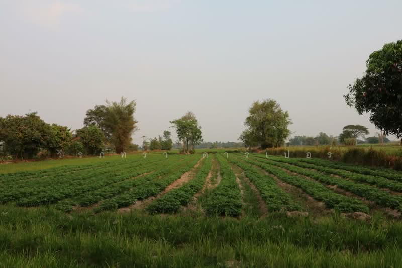 8+ Rai Farmlet Land for Sale, Sakon Nakhon – Ideal Retreat, Sakon Nakhon, Phang Khwang, Muang Sakon Nakhon, Sakon Nakhon, , 13,280 sqm, Land For Sale, by วีรภัทรา ดาร์เปอร์, 500474371 - DDproperty.com