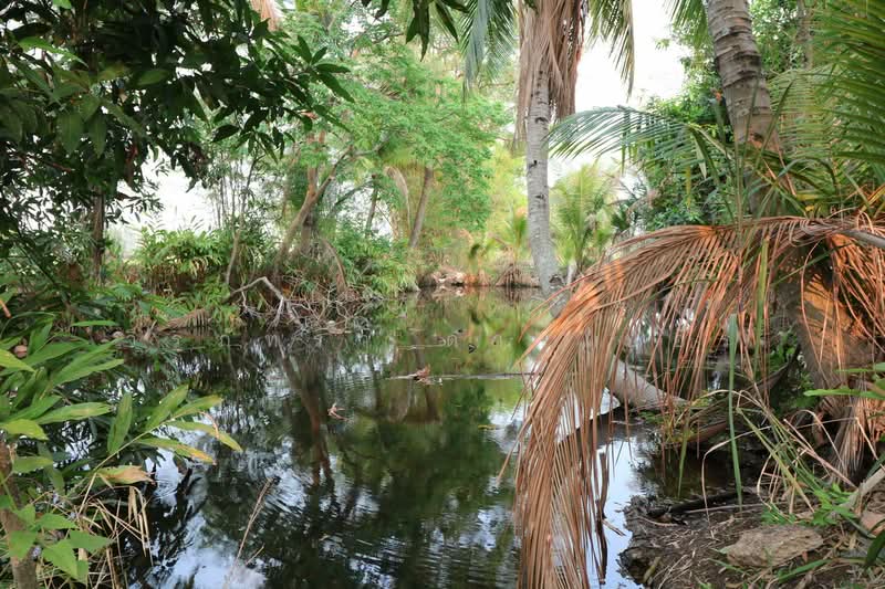 8+ Rai Farmlet Land for Sale, Sakon Nakhon – Ideal Retreat, Sakon Nakhon, Phang Khwang, Muang Sakon Nakhon, Sakon Nakhon, , 13,280 sqm, Land For Sale, by วีรภัทรา ดาร์เปอร์, 500474371 - DDproperty.com
