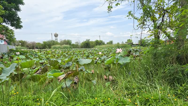 ขายที่ดินเปล่าใน หมู่บ้านเคหะการเกษตร ตำบล หนองเพรางาย อำเภอไทรน้อย นนทบุรี, นนทบุรี, หนองเพรางาย, ไทรน้อย, นนทบุรี, 396 ตร.ม., ที่ดิน ขาย, โดย HOMEPLUS REALTY - คุณหนึ่ง, 500474377 - DDproperty.com